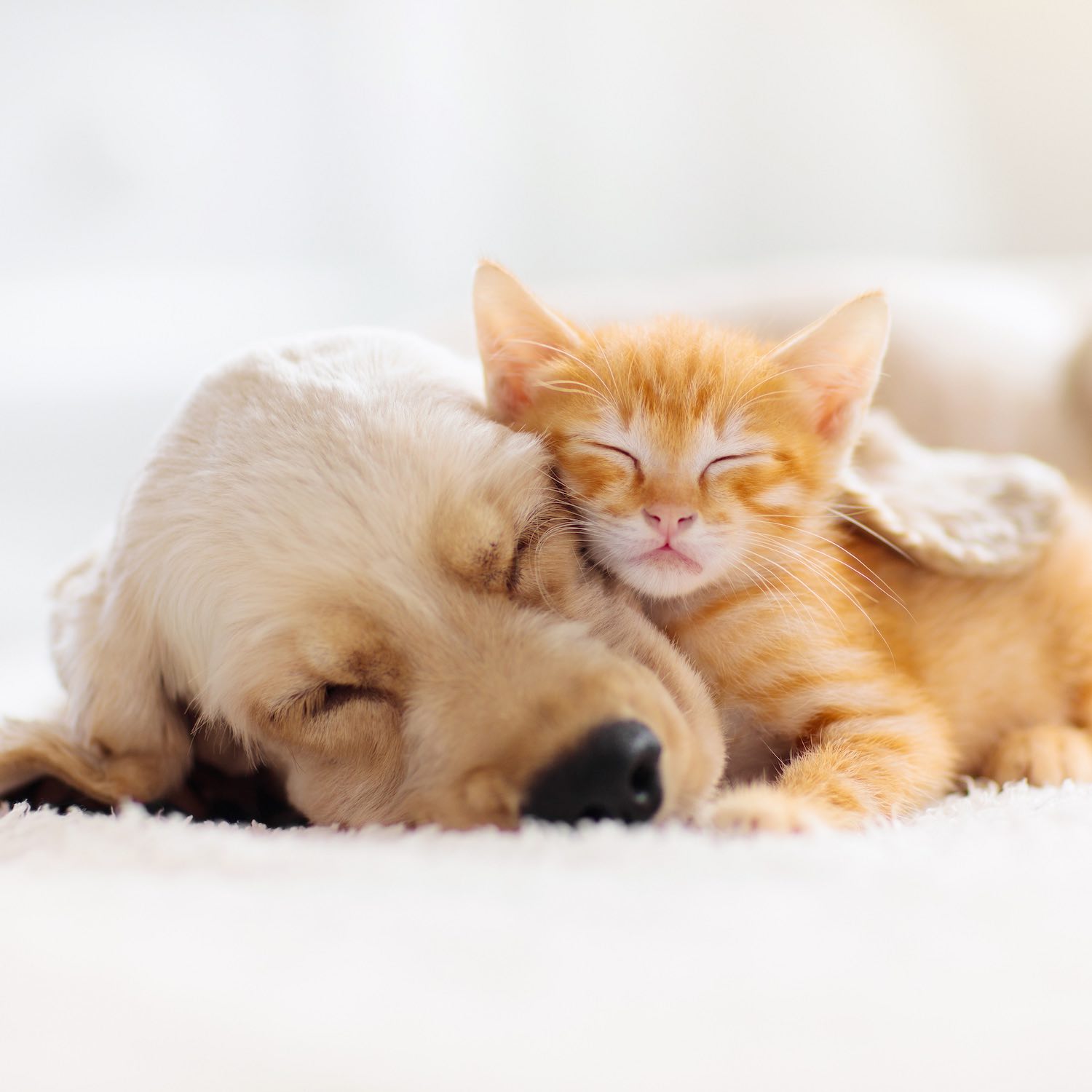 produits-veterinaires-bagneux-pharmacie-les-bas-longchamps